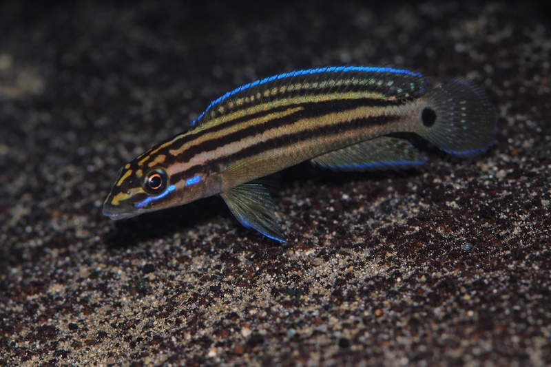 Julidochromis cf. marksmithi 'Lubugwe Bay'